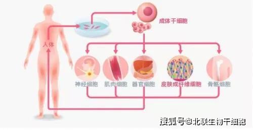 由内而外的抗衰，干细胞不是说说而已